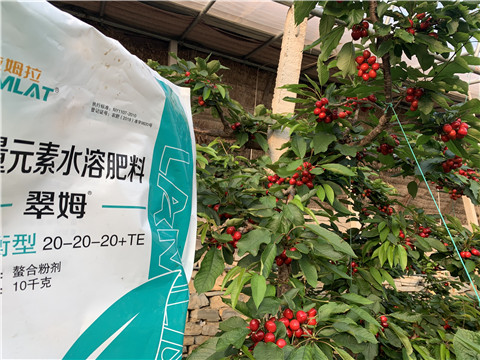 大量元素水溶肥，拉姆拉，翠姆