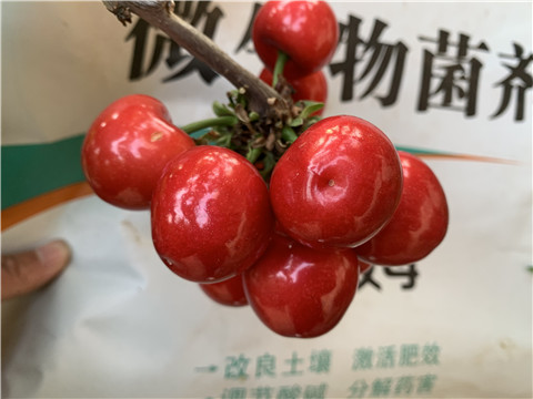 水溶肥，拉姆拉，翠姆