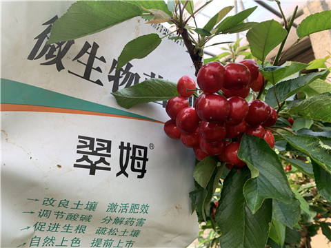 水溶肥，拉姆拉，翠姆