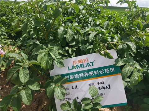 安碧解，拉姆拉，翠姆