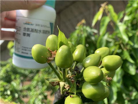 氨基酸水溶肥，拉姆拉，翠姆