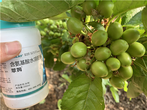 氨基酸水溶肥，拉姆拉，翠姆