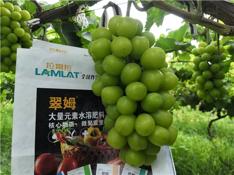水溶肥，拉姆拉，翠姆