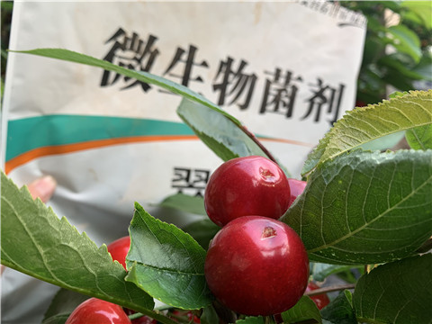 微生物菌劑，拉姆拉，翠姆