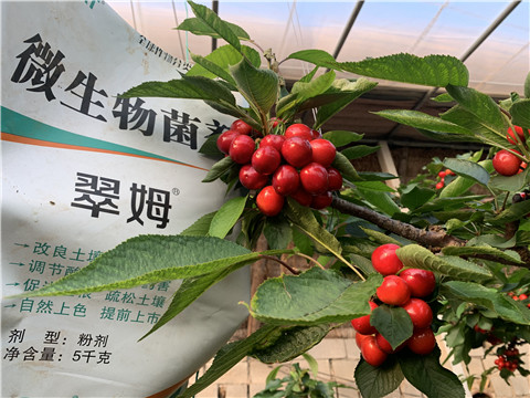 微生物菌劑，拉姆拉，翠姆