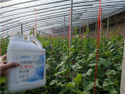 水溶肥，拉姆拉，翠姆