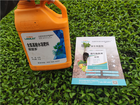 水溶肥，拉姆拉，翠姆