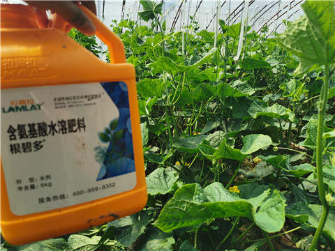 水溶肥，拉姆拉，翠姆
