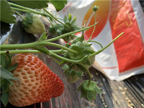 草莓施肥管理，拉姆拉，翠姆