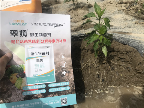 辣椒，拉姆拉，翠姆
