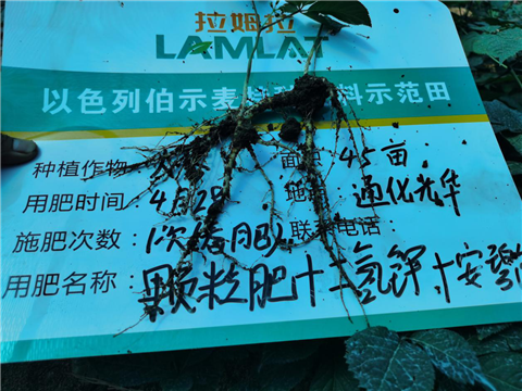 水溶肥，拉姆拉，翠姆