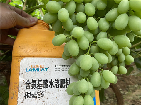 生根劑，翠姆，拉姆拉