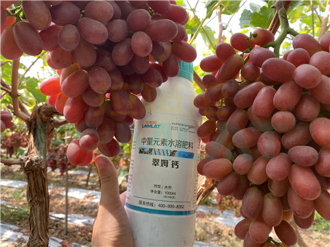 鈣肥，拉姆拉，翠姆