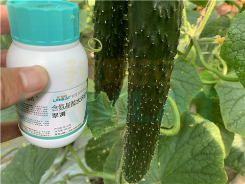 水溶肥，拉姆拉，翠姆