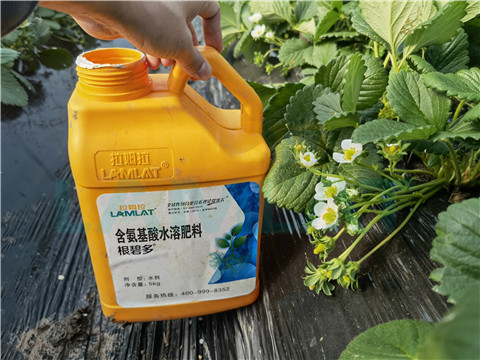 水溶肥，拉姆拉，翠姆