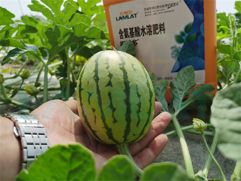 水溶肥，拉姆拉，翠姆