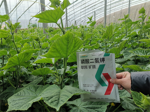 水溶肥，翠姆，拉姆拉