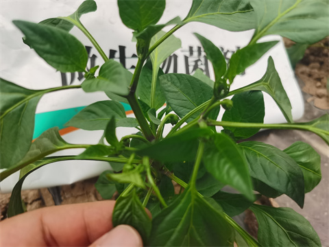 水溶肥，翠姆，拉姆拉
