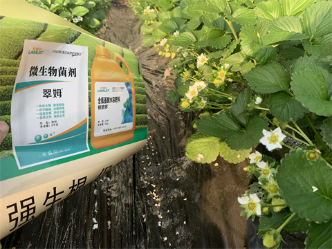 水溶肥價(jià)格，翠姆，草莓水溶肥